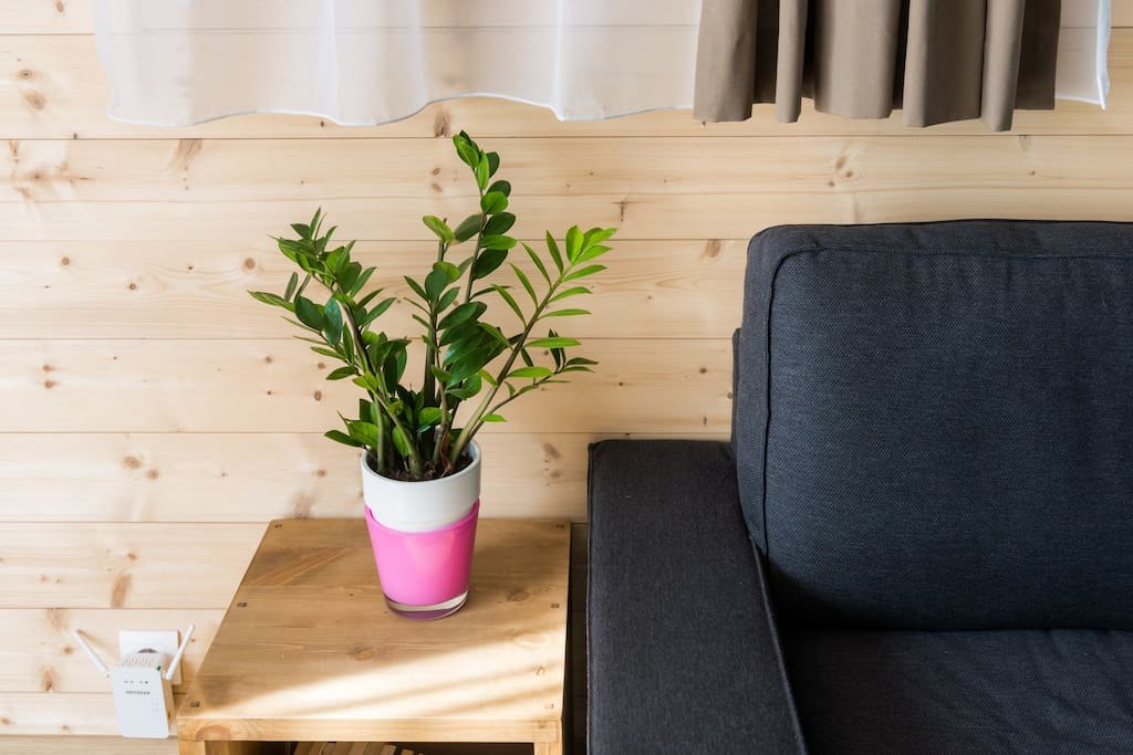 debut plante verte