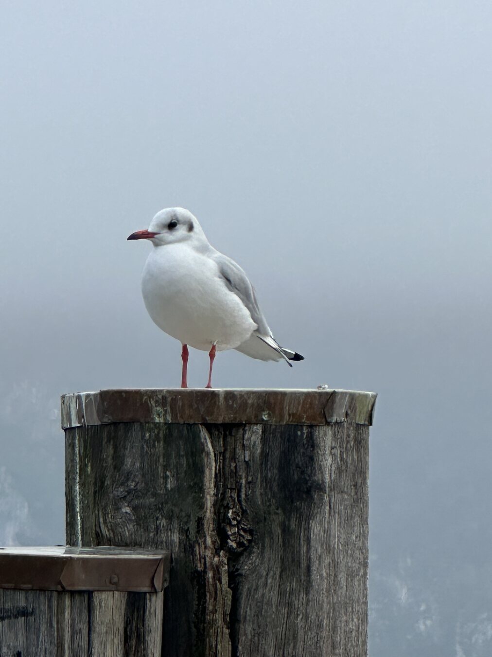 Une mouette posée sur un ponton en bois