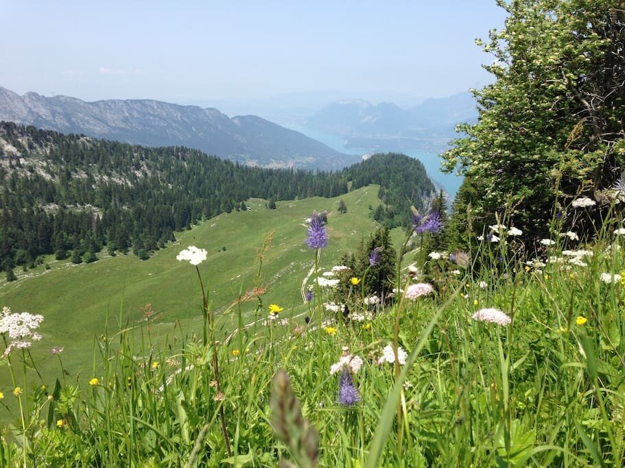 Sentier fleuri dans les montagnes au-dessus du lac