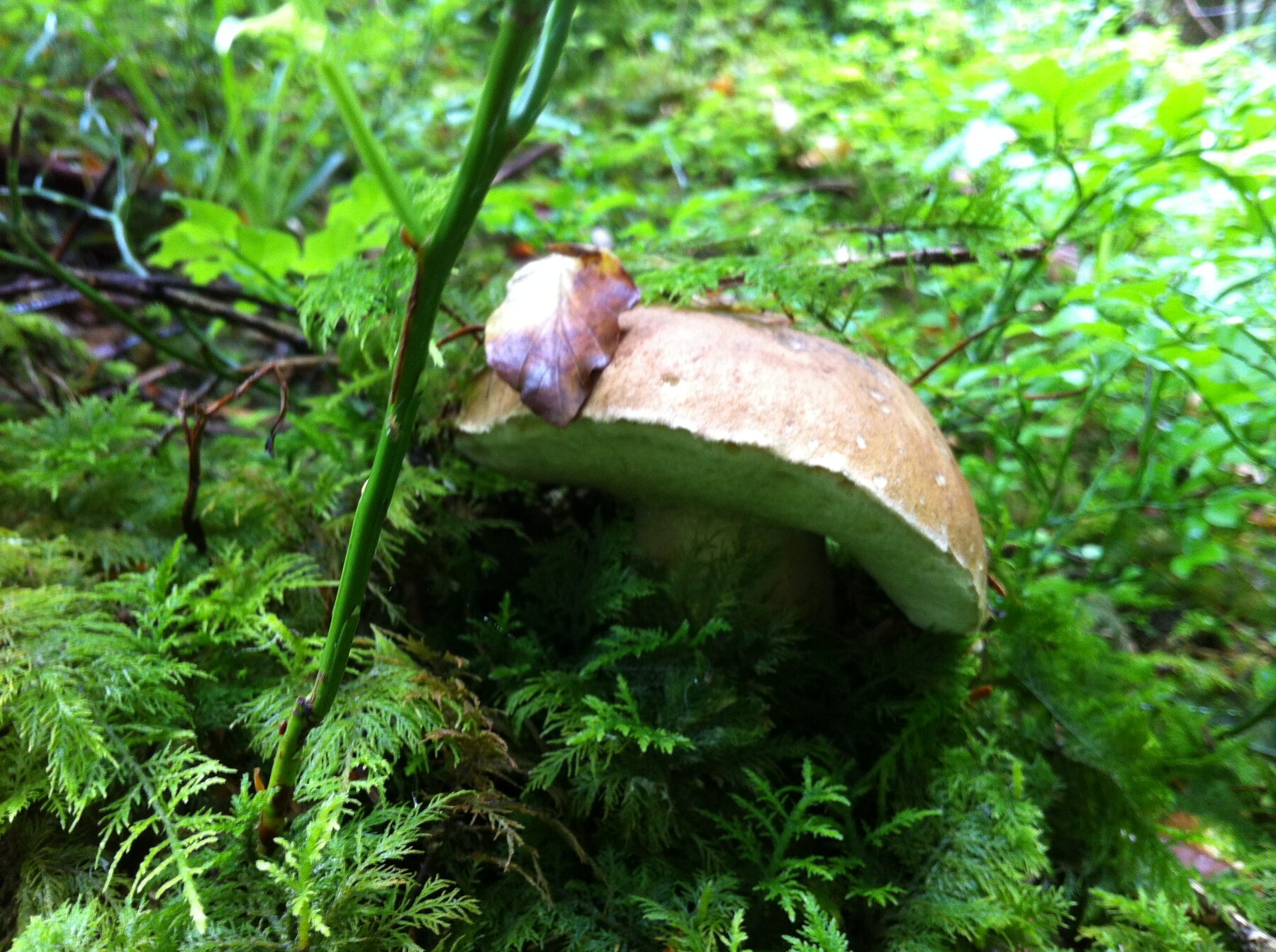 Champignon dans la mousse en forêt